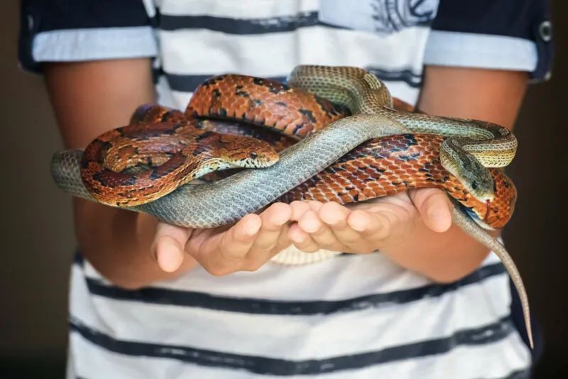 can corn snakes live together