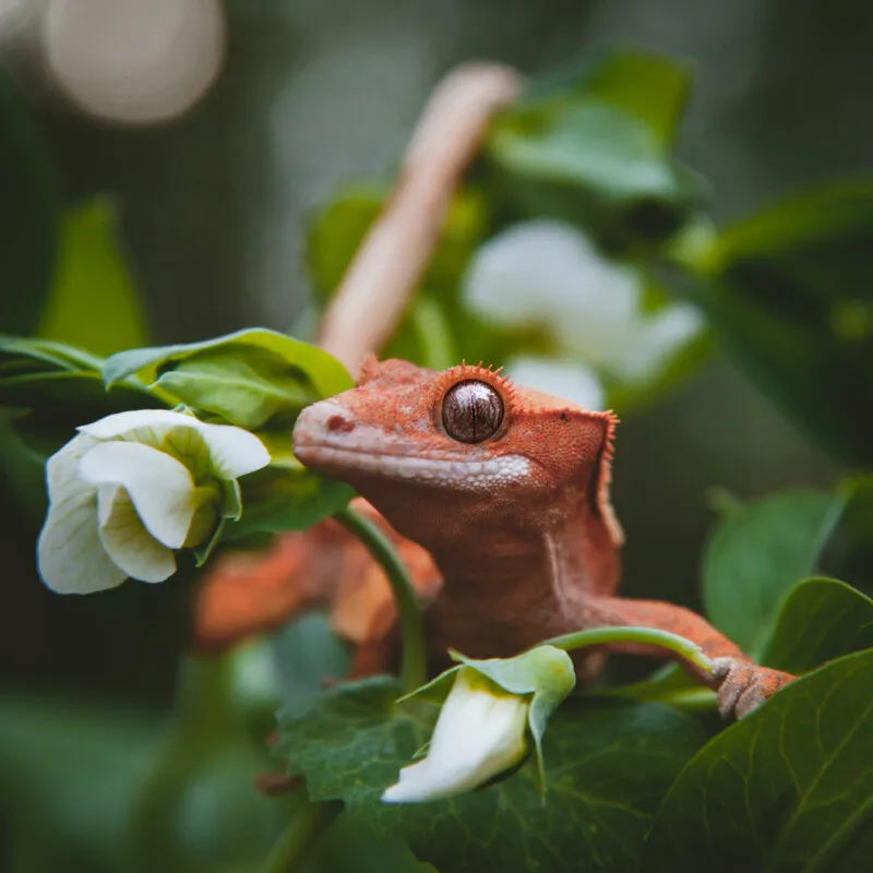 how often do crested geckos eat mealworms