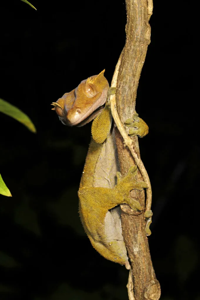 can crested geckos eat mealworms only