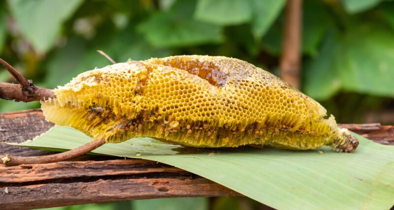 is honey okay for crested geckos?