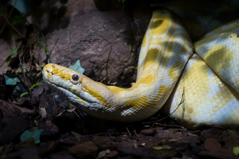 14 Signs That Show That Your Snake Is Stressed - Reptile Craze