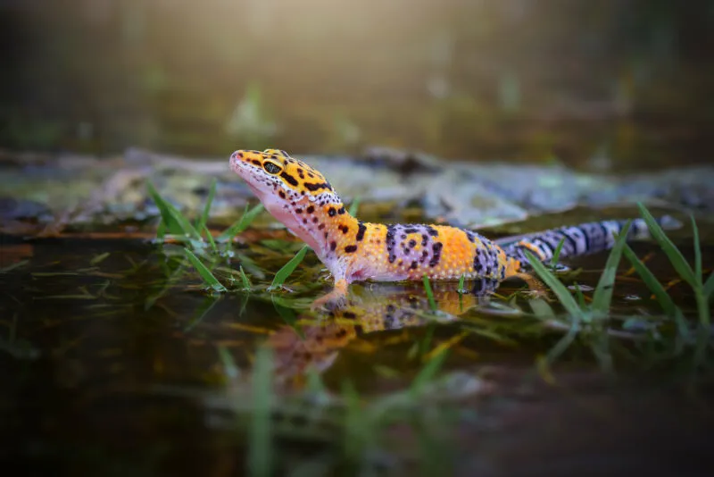 Is reptisafe safe for leopard geckos