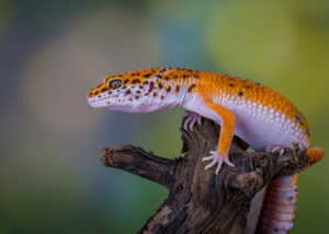 Should Leopard Geckos Eat Mealworms? Pros, Cons, Myths - Reptile Craze