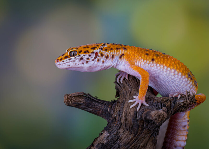 why are mealworms bad for leopard geckos