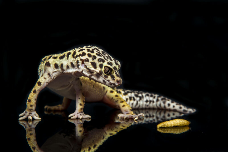 how to gut load mealworms for leopard geckos