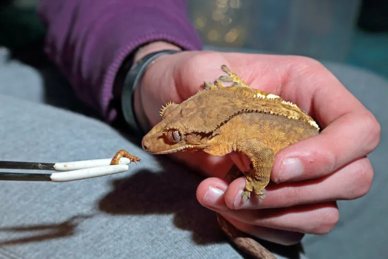 are mealworms bad for crested geckos