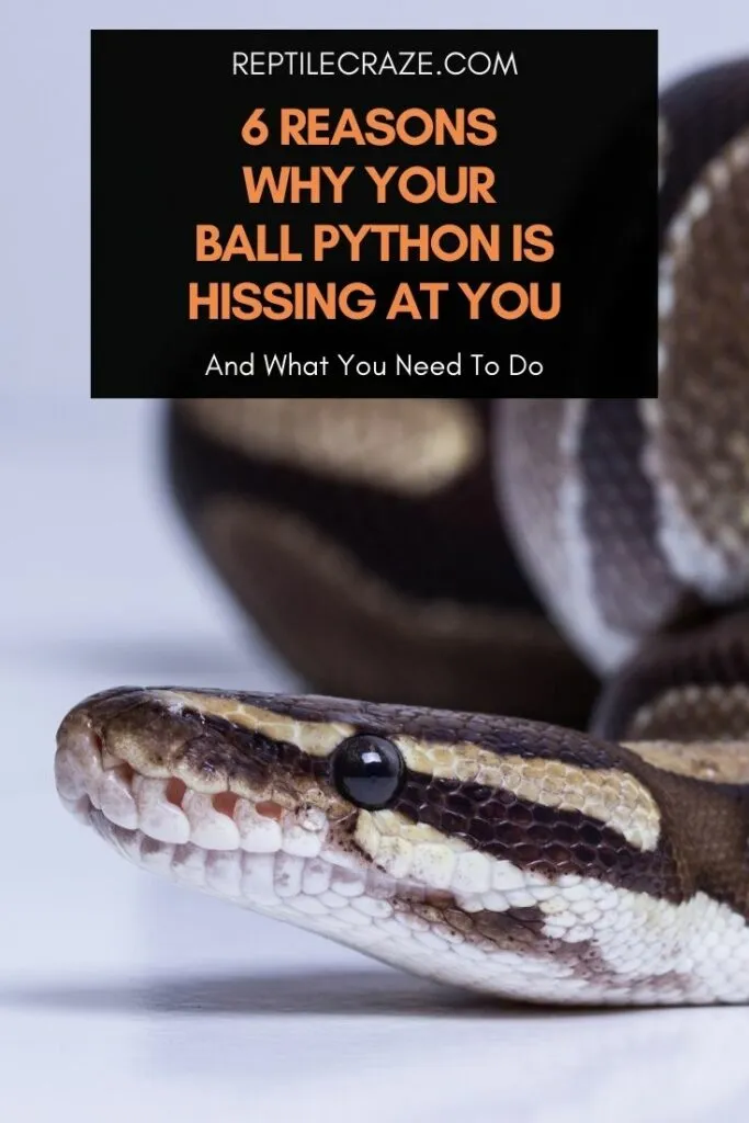 why is my ball python hissing at me?