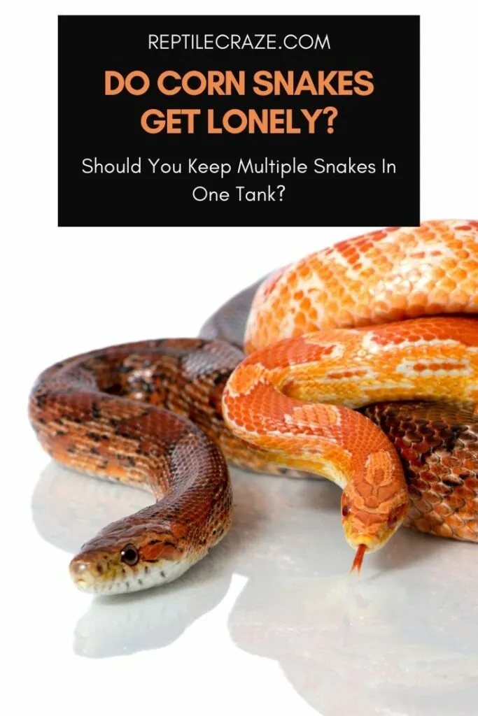 do corn snakes get lonely