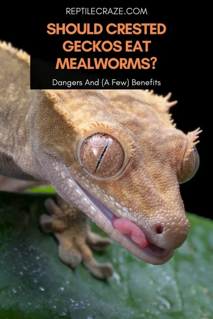 do crested geckos eat mealworms