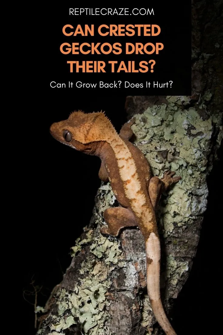 do crested geckos drop their tails