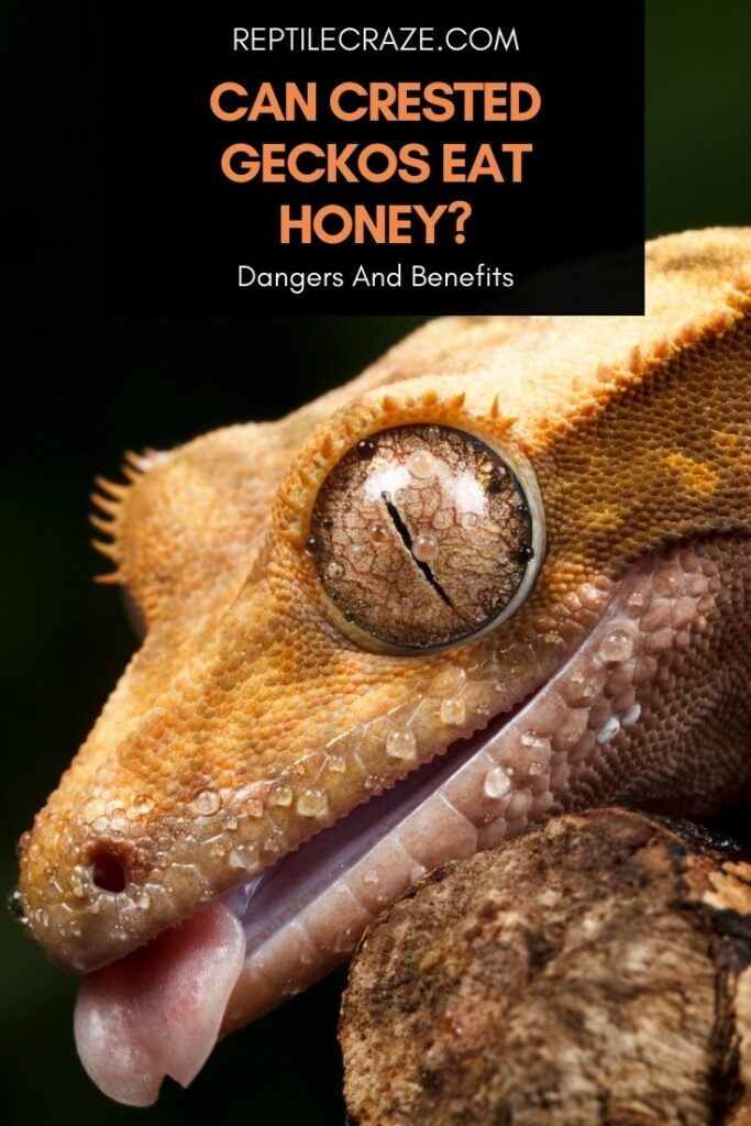 can crested geckos eat honey?