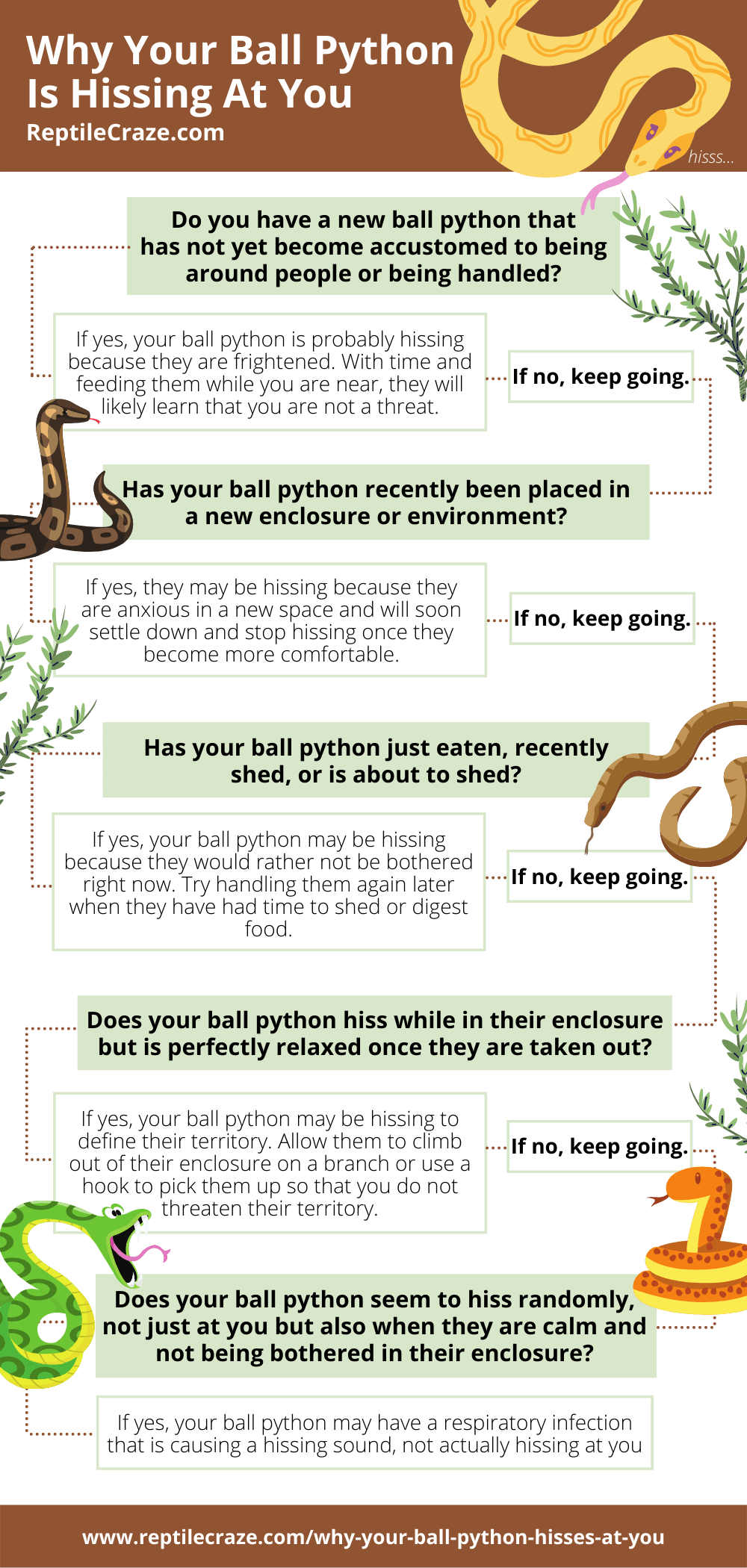 Do Ball Pythons Hiss?