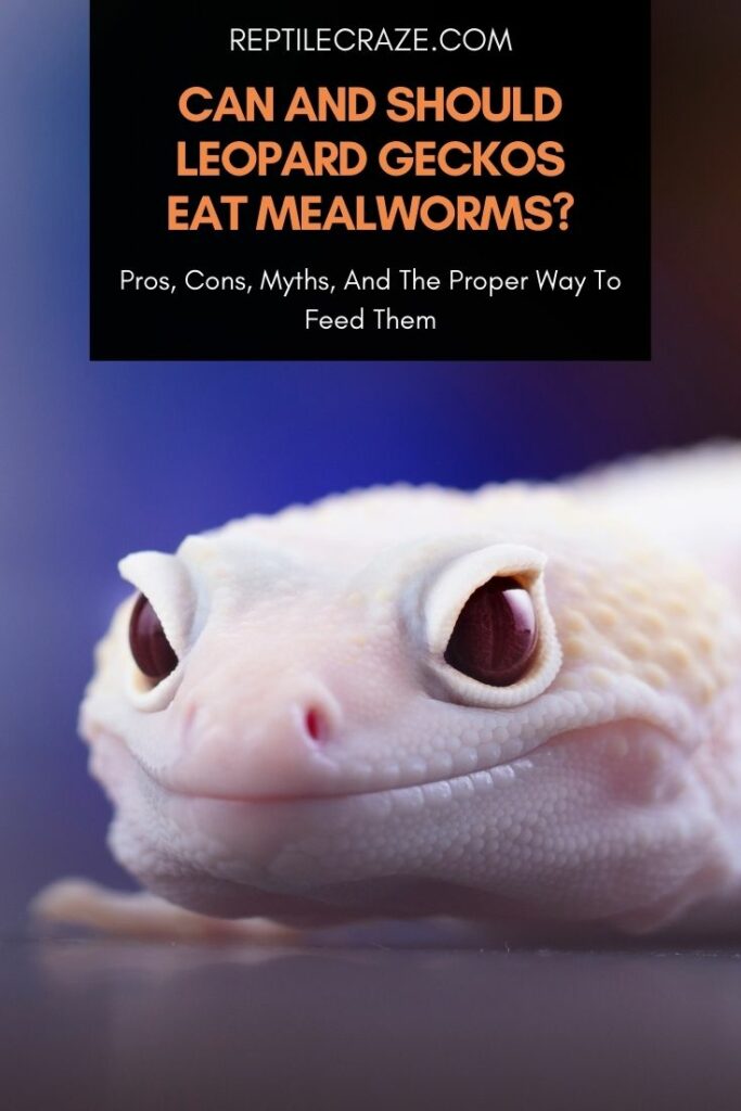 Feeding Leopard Geckos Mealworms Home Design Ideas