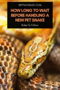 How Long You Should Wait Before Handling A New Pet Snake - Reptile Craze