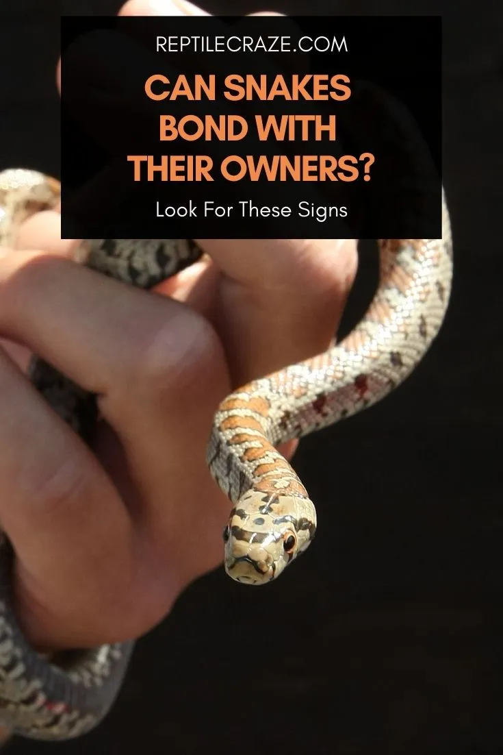 House Animaland Girlsporn Videos - Can Snakes Bond With Their Owners? â€“ Reptile Craze