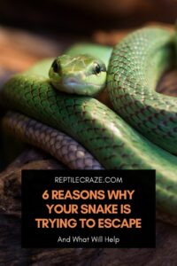 6 Reasons Why Your Snake Is Trying To Escape - Reptile Craze