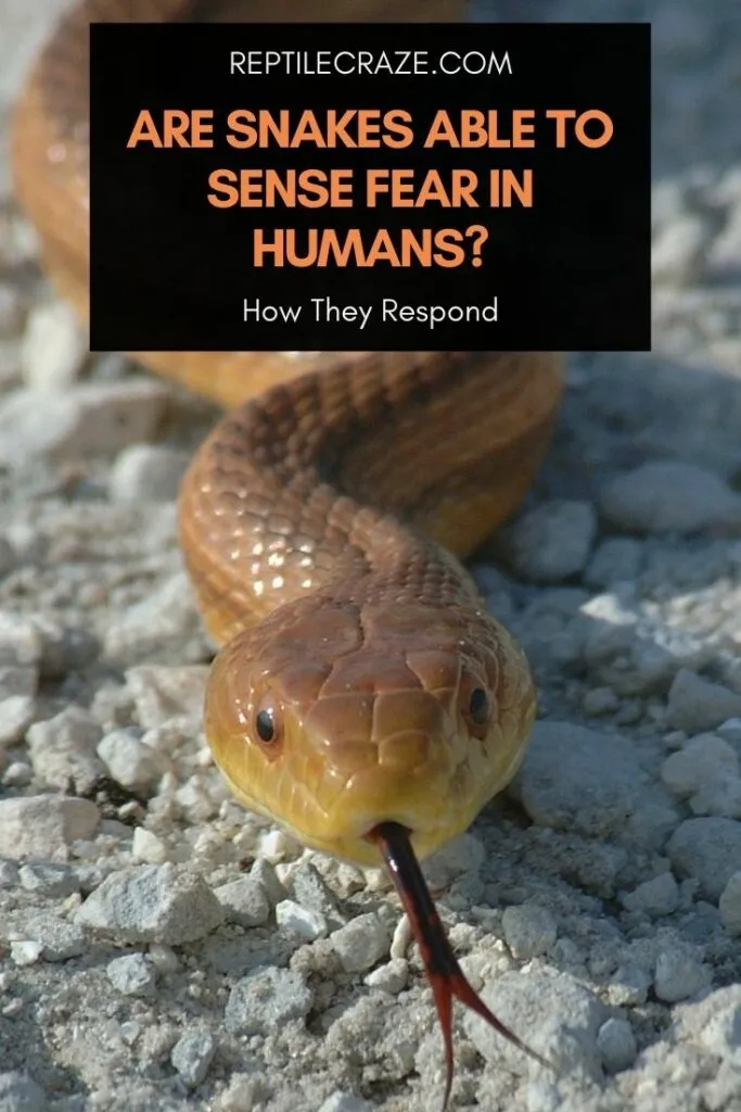 are snakes able to sense fear in humans?