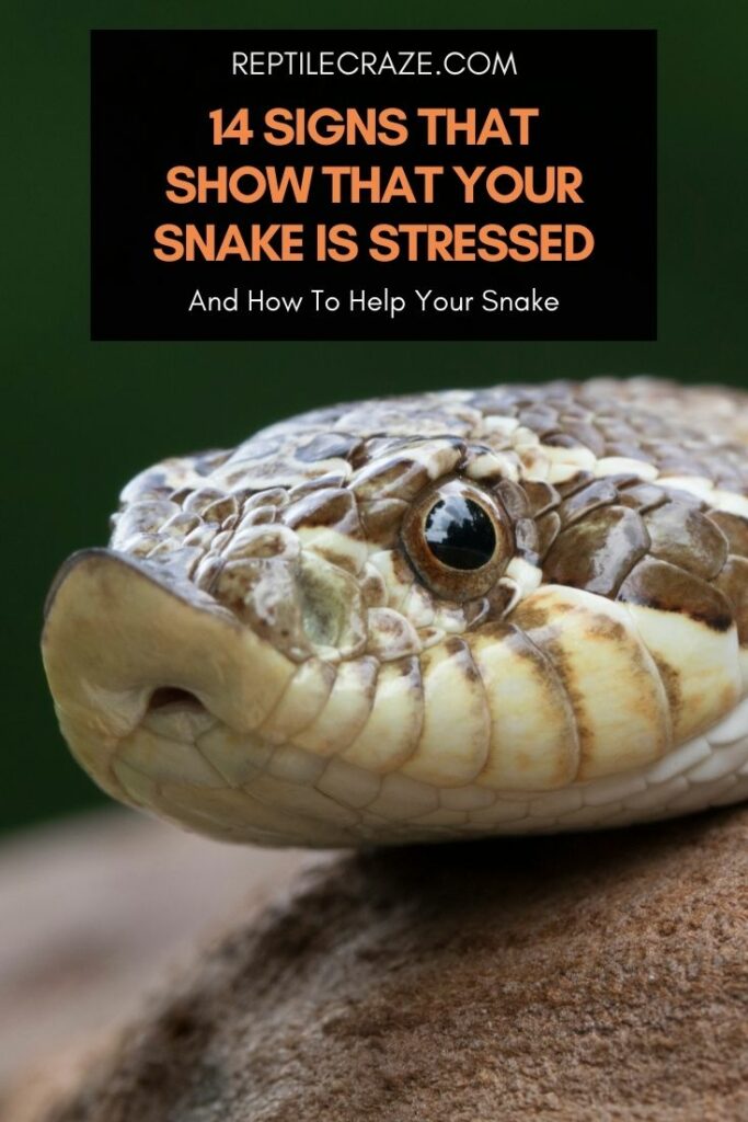 snake stress signs