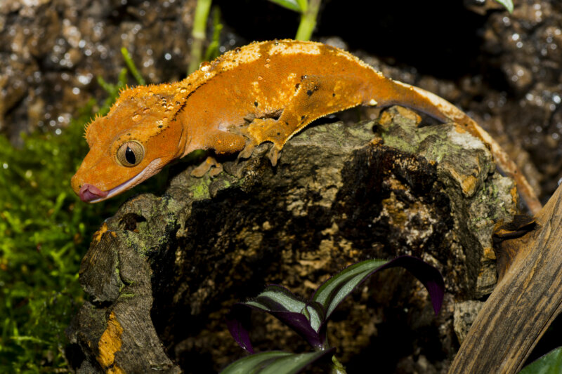 what to do with your crested gecko when you go on vacation