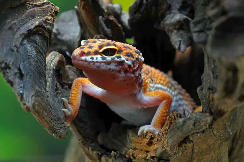 will a leopard gecko starve itself to death