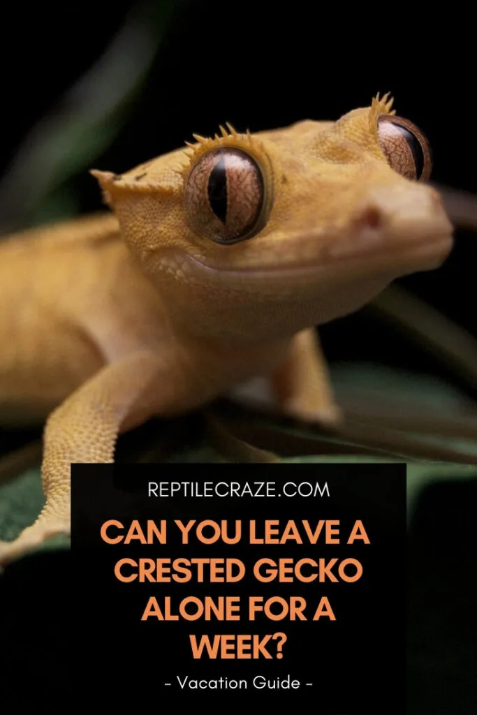 can you leave a crested gecko alone for a week