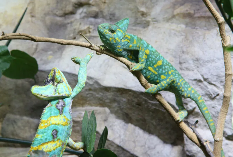 are male or female chameleons more aggressive?