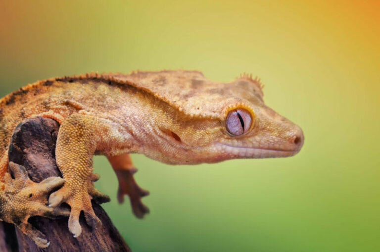 9 Signs Your Crested Gecko Is Dying - Reptile Craze