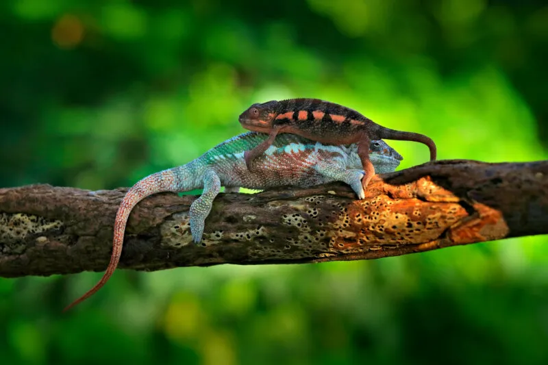 which is better male or female chameleon?