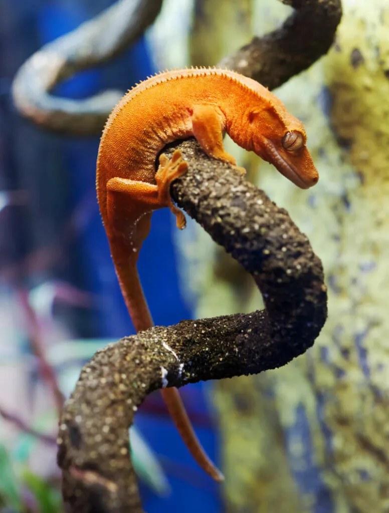 9 Signs Your Crested Gecko Is Dying - Reptile Craze