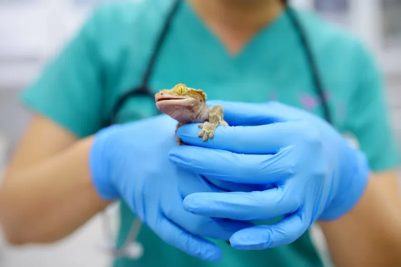 crested gecko dying signs