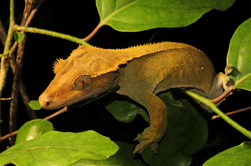 can you handle a crested gecko before shedding?