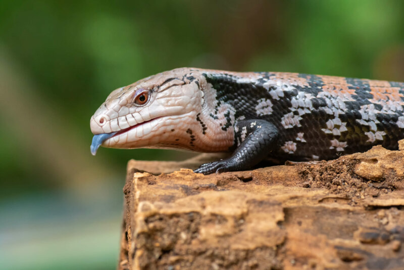 Blue Tongue Skink: Dog Food - Is It Good For Them? - Reptile Craze