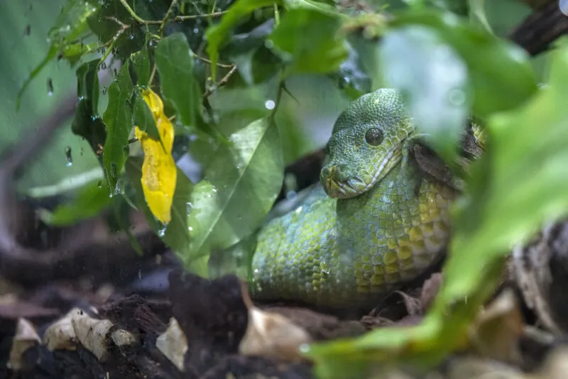 do snakes need a heat lamp at night?