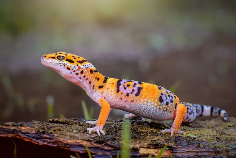 should you wash your hands before handling a leopard gecko?