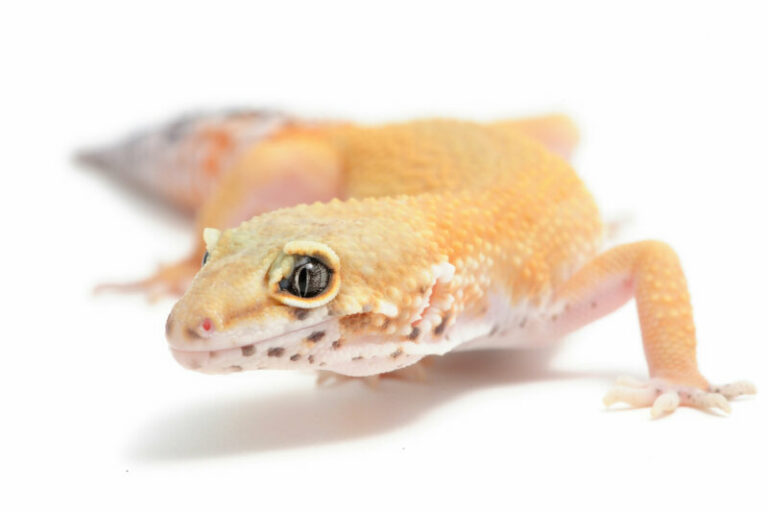 Leopard Gecko: Eye Infections - Symptoms, Causes, Treatment - Reptile Craze