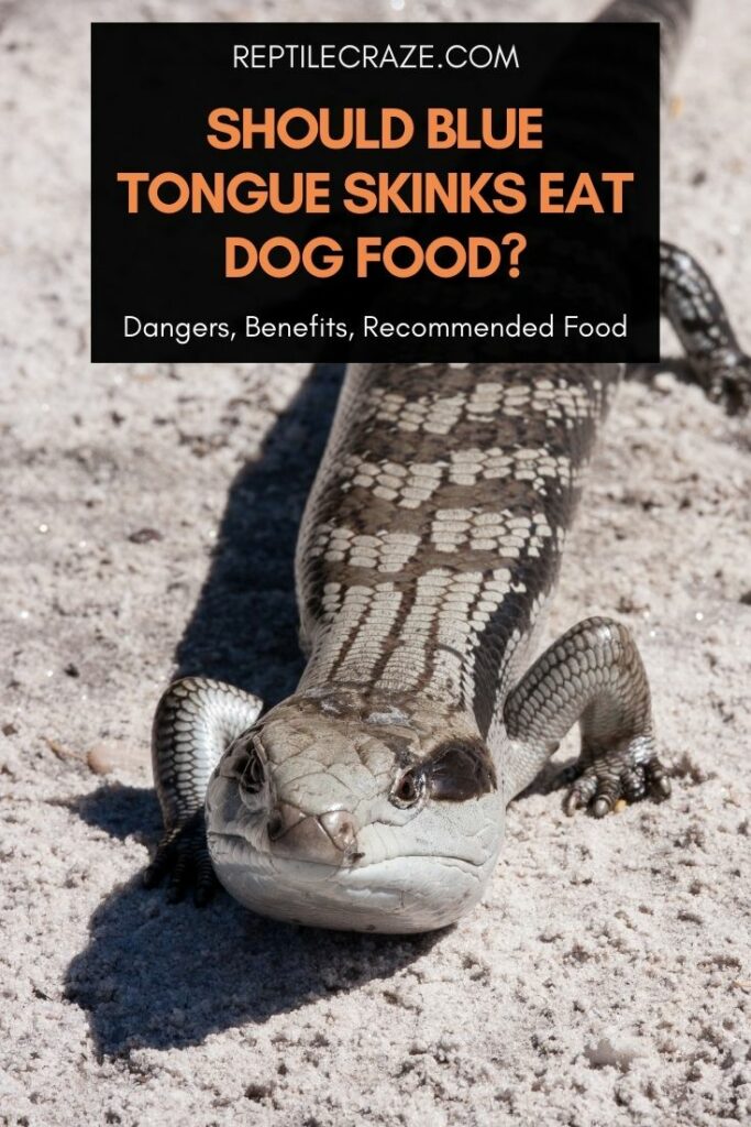 best dog food for skinks