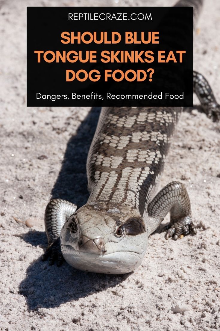 Blue Tongue Skink: Dog Food – Is It Good For Them? – Reptile Craze