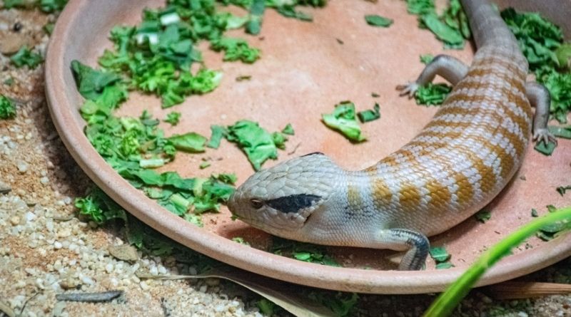 blue tongue skink dog food