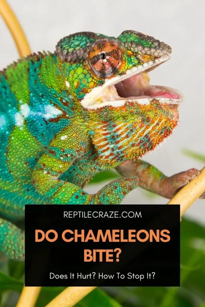 Does Chameleon Bite Hurt? - ReptileStartUp.com