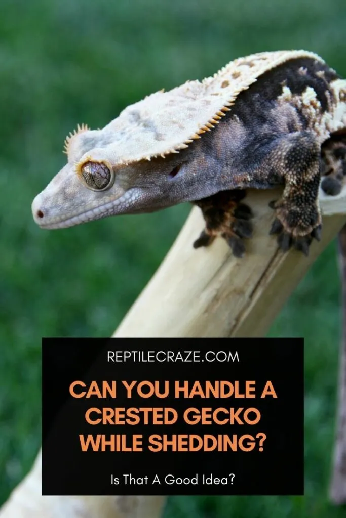 can you handle a crested gecko while shedding?