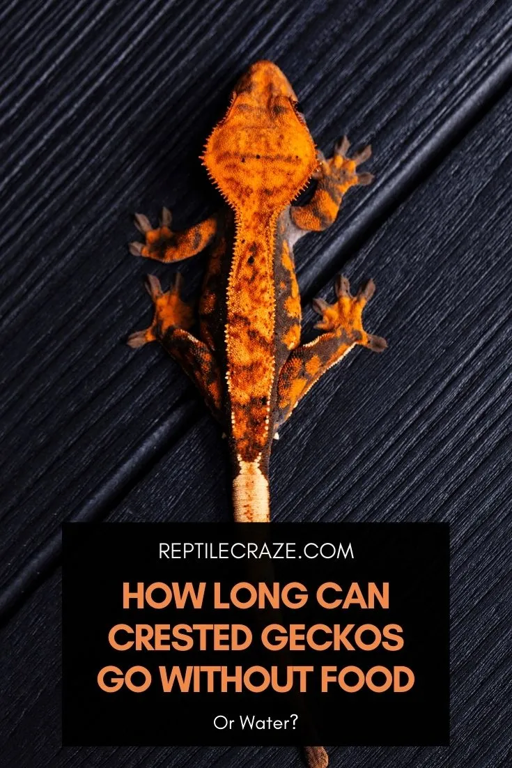 how long can crested geckos survive without food or water?