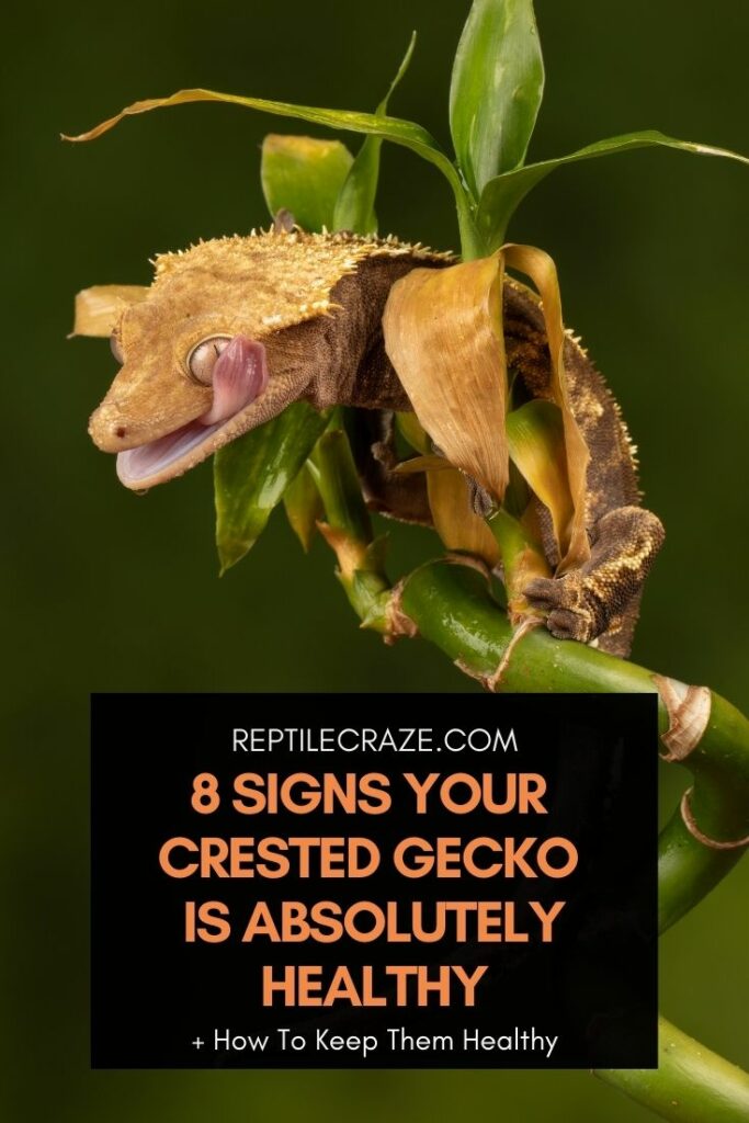 is my crested gecko healthy?