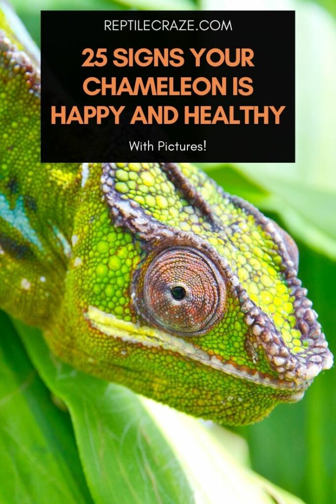 veiled chameleon mood color chart