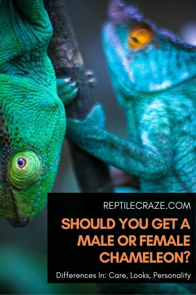 should i get a male or female chameleon