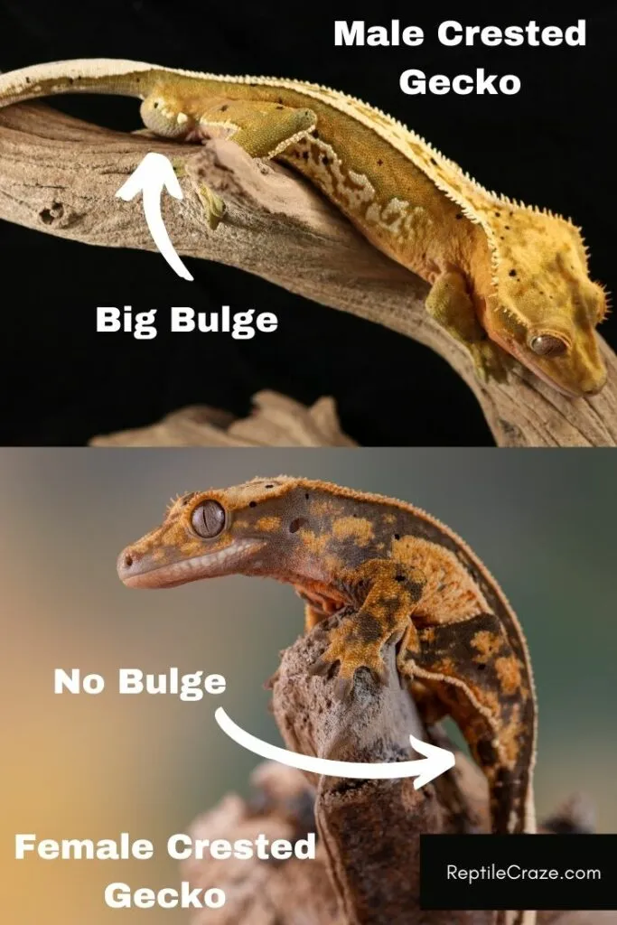 do female crested geckos have spurs?