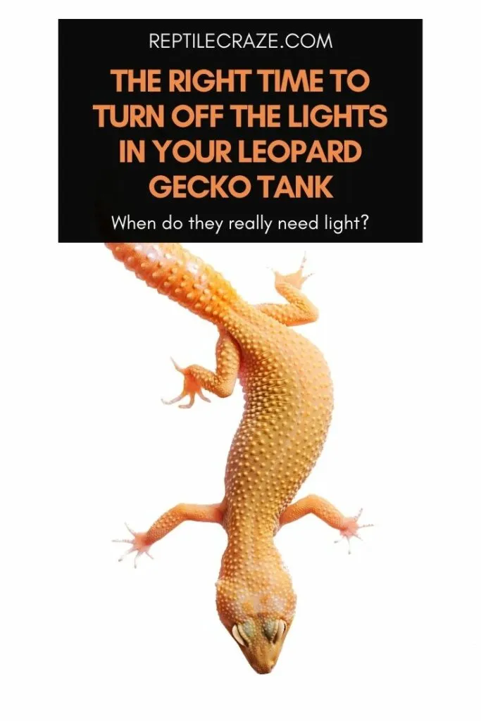 Leopard 2024 gecko lighting