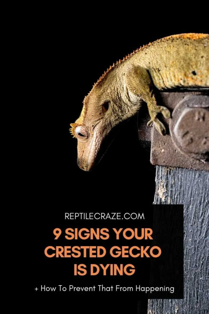 is my crested gecko dying?