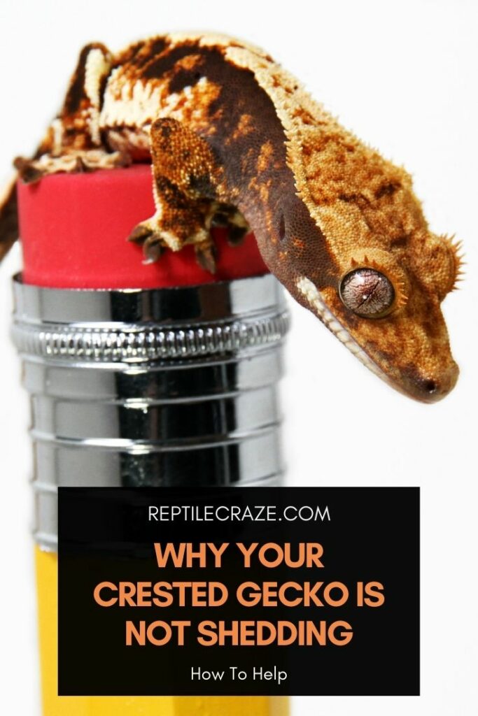 why is my crested gecko not shedding?