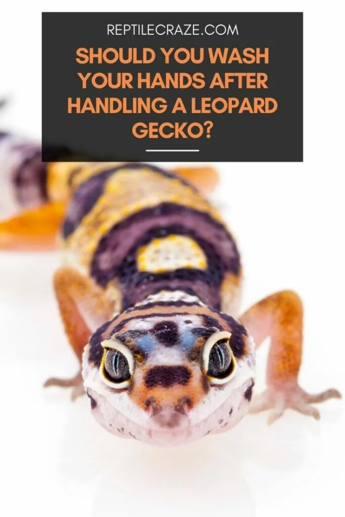 should you wash your hands after handling a leopard gecko?