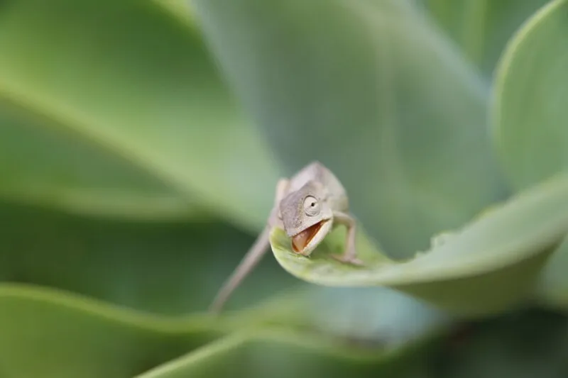 chameleon can't close mouth